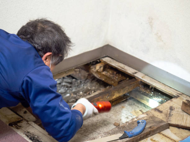 Best Residential Mold Remediation in Des Plaines, IL