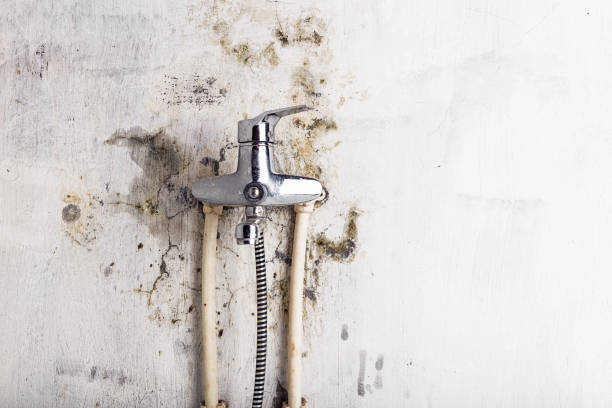 Best Emergency Mold Remediation in Des Plaines, IL