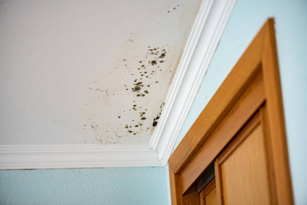Best Bathroom Mold Remediation in Des Plaines, IL