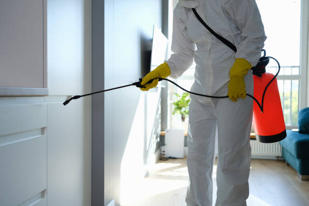 Best Black Mold Remediation in Des Plaines, IL