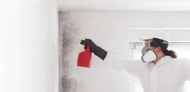 Best Bathroom Mold Remediation in Des Plaines, IL
