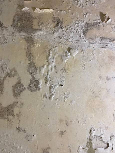 Best Kitchen Mold Remediation in Des Plaines, IL