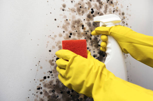 Best Black Mold Remediation in Des Plaines, IL