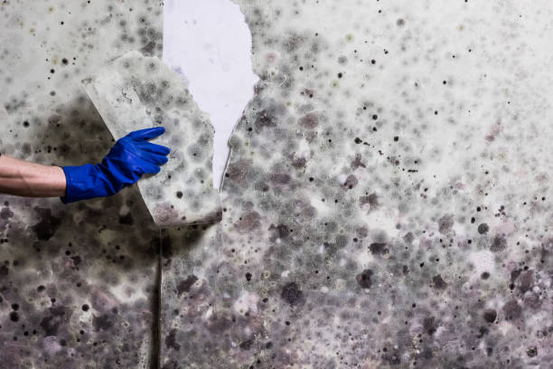 Best DIY Mold Remediation Support Services in Des Plaines, IL