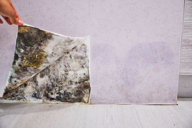 Best Attic Mold Remediation in Des Plaines, IL